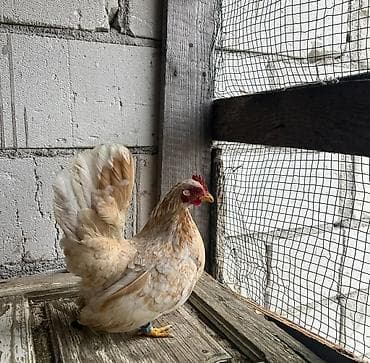 ломан браун куры: На продажу карлики шабо кур петух — 1