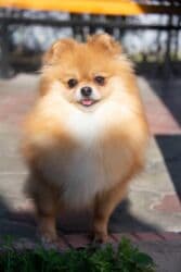 Вязка собак: Шпиц, 3 года, Самка — 6