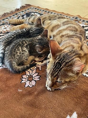 Котята помесь бенгала с домашним котом . Ярким леопардовым — 2