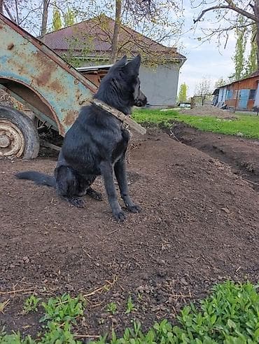 товары для кошек: Собака, чёрная, среднего размера, с плотной короткой шерстью и — 2