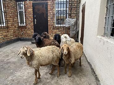 ящик для фрукты: Продаю | Овца (самка) | Для разведения — 5