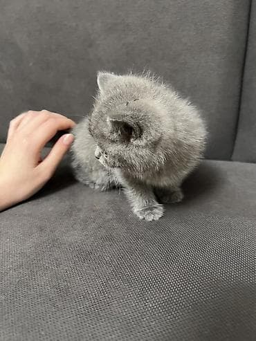 Продажа кошек: - Порода: шотландская скотиш - Окрас: голубой, плотный, без рисунка - — 3