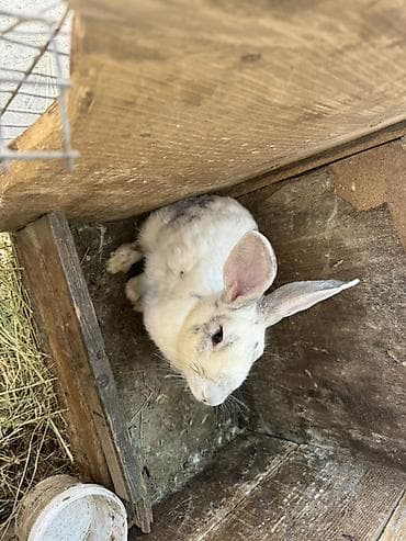 корм для папугая: Продаю | Крольчата | Фландр | Для разведения — 4