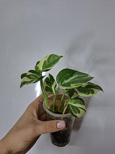 хлорофитум кудрявый: В продаже: Эпипремнум Пинатум вайт 250 сом Эпипремнум Пинатум марбле — 1