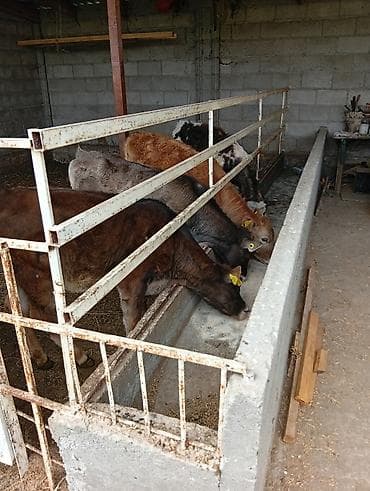 продается кашара: Кормушка для телят/крупного рогатого скота с ограждением - — 3