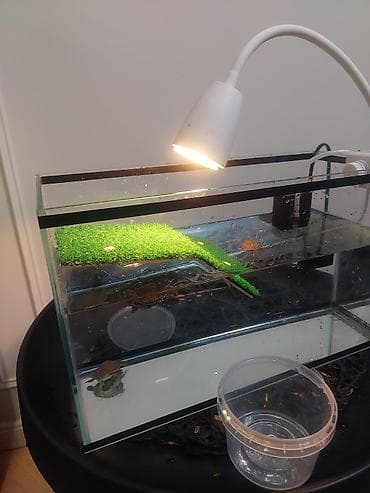 собака щенки: Аквариум-15 литр террариум для водных черепах и 3 шт красноухие — 2