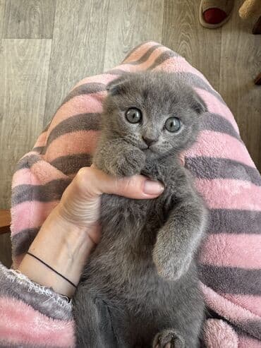 домик для кошки купить: Осталось два мальчика! Котята скоттиш-фолд. родились 2 октября. к — 3