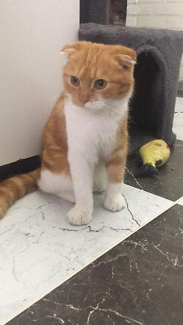 cat chow: Вязка: Скотиш Фолд (Шотландская вислоухая), Мальчик, 1 год, Рыжий — 2