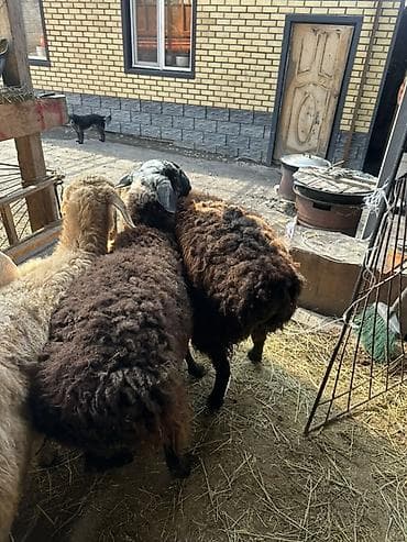 бараны аршан: Продаю | Овца (самка) | Для разведения | Матка — 4