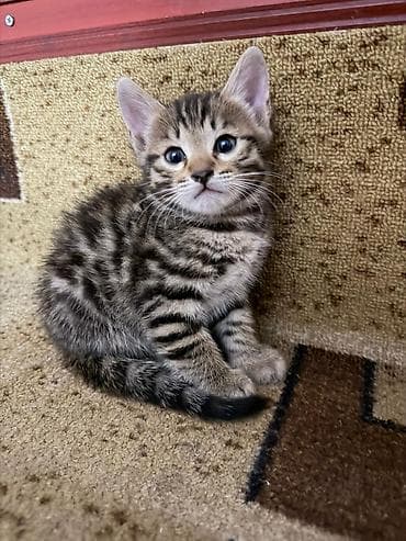 котята дарлм: Продаются невероятно красивые, активные и ласковые котята! Малышам — 5