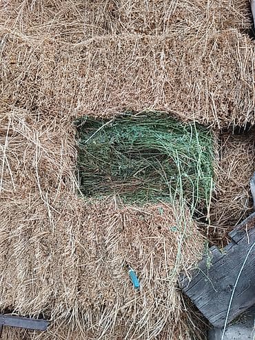 кормовые морковь: Сено тюках тук тюк чоп. 3 чабык таза беде. чон туктор — 3