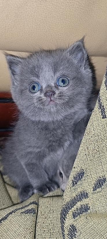 black cat: Скотиш Страйт (Шотландская прямоухая), 2 месяца, Девочка, Голубой, Проглистована, Приучена к лотку — 1