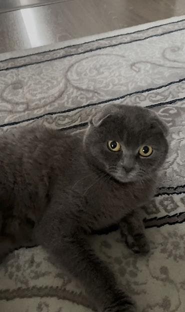 Скотиш Фолд (Шотландская вислоухая), 9 месяцев, Девочка, Голубой, Приучена к лотку