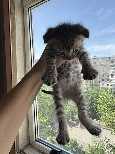 Кошки: Шотландские вислоухие котята (скоттиш-фолд), окрас: тигровый/серый — 1