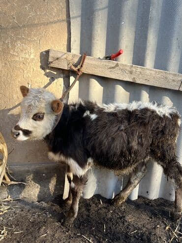 шароле бык: Продаю | Бык (самец), Музоо, торпок — 5