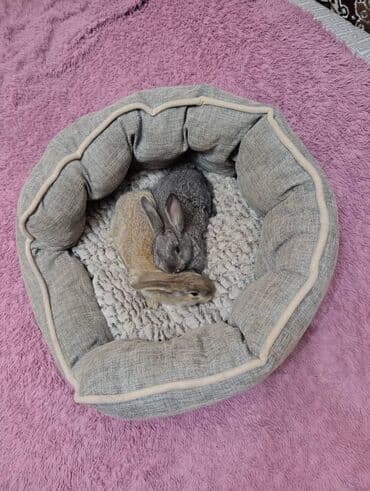 Продаю | Крольчата | Для разведения