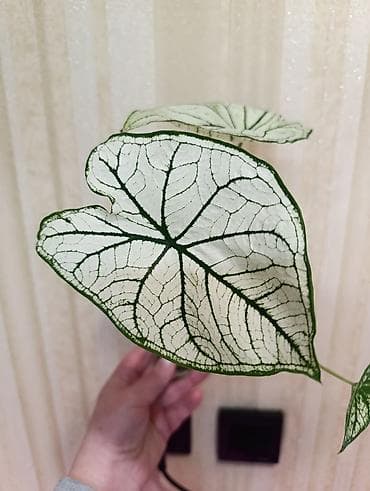 купить комнатные цветы в бишкеке: В продаже детки комнатных растений. - Клеродендрум Томпсона — — 1