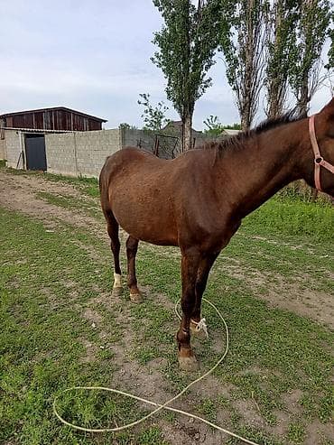 ат алам: Продаю | Кобыла (самка) | Дончак | Рабочий | Племенные — 4