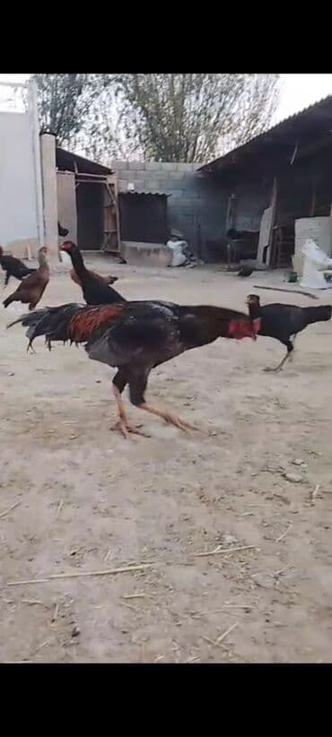 Аквариумдар: Сатам | Короздор | Тебиштирүүчү | Көбөйтүү үчүн — 5