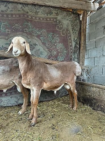 баран живой: Продаю | Баран (самец) | На забой | Племенные — 2