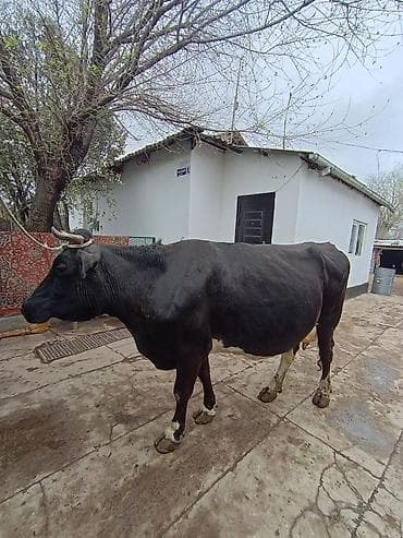 ош мышык: Сатам | Уй (ургаачы) | Сүт алуу үчүн | Байланган — 4