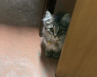 купить котенка сибирской породы: Кошка даром: Сибирская, 3 месяца, Девочка, Приучена к лотку, Проглистована — 1