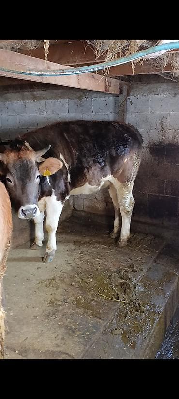 сена пресс: Продаю | Бык (самец) | Полукровка | На откорм | Привязанные — 3