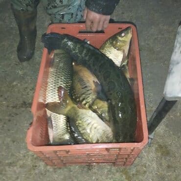 установка посудомоечной машины бишкек: Занимаюсь отловом рыбы беру деньгами или рыбой .бригада быстрого — 2