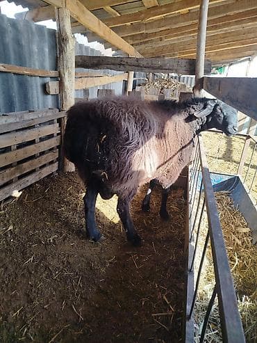 дакан чожо: Продаю | Баран (самец) | Арашан | Для разведения — 3