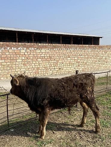 Продаю | Бык (самец) | На откорм | Привязанные at lalafo.kg Продаю | Бык (самец) | На откорм | Привязанные