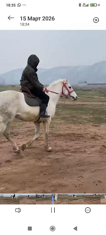 Лошади, кони: Продаю | Жеребец | Полукровка | Рабочий | Осеменитель — 5