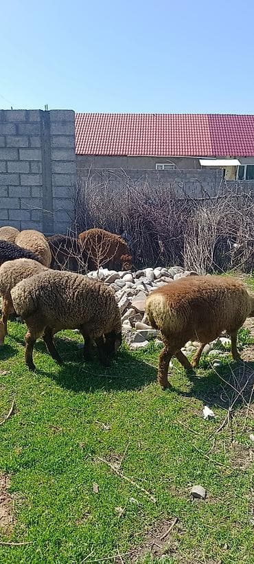 бараны самец: Продаю | Овца (самка) | Для разведения — 1