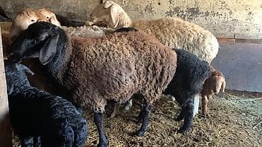 собака курцхар: Продаю | Баран (самец) | Долан | Для разведения — 2