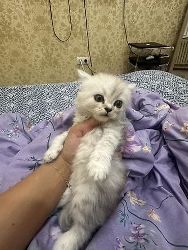 Отдам даром кошку: Скотиш Фолд (Шотландская вислоухая), 1 месяц, Девочка, Серебристая шиншилла, Приучена к лотку — 5