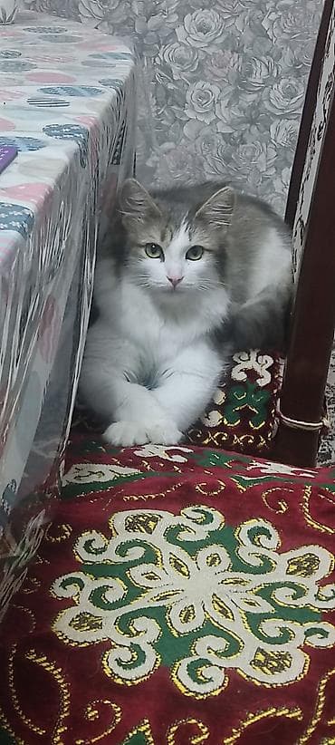сколько стоит сиамские кошки: Кошка даром: Сибирская, 1 год, Девочка — 1