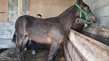 кошка токмок: Ургачы тай сатылат 9 айлык тай сойгонго да болот семиз тай и сындуу — 5