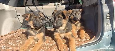 стерилизация собак: Немецкая овчарка, 3 месяца, Самка, С прививкой, С родословной — 7