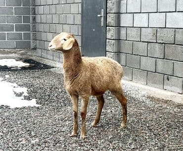 белый хомяк: Продаю | Овца (самка), Ягненок, Баран (самец) | Гиссарская, Арашан | На забой, Для разведения, Для шерсти | Котные, Матка, Ярка — 3