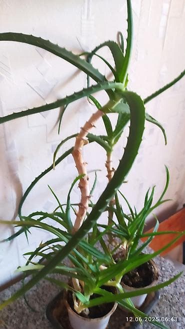 алоэ в ампулах бишкек: Продаю Алоэ 2 штуки,5 лет — 3