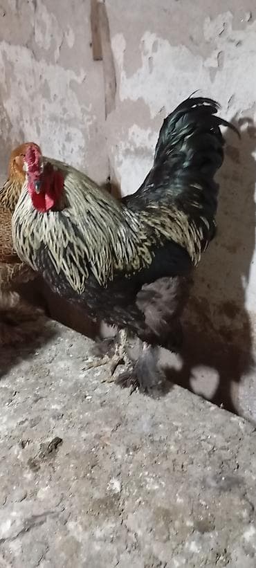 машинка для животных: Продаю | Петух | Брама | Для разведения — 1