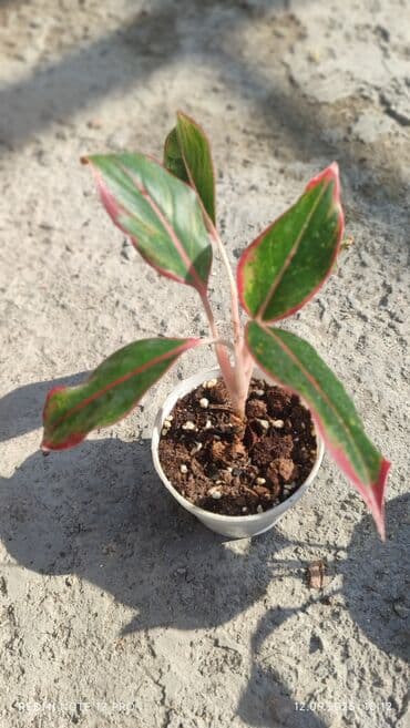 растения для аквариума: Аглаонемы декоративные в горшках — коллекция сортов с яркой — 4