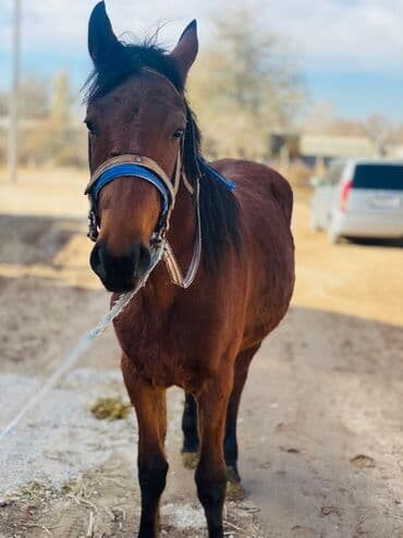 металлический ящик: Продаю | Кобыла (самка) | Рабочий | Мерин — 3