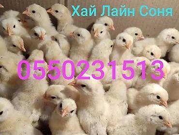 яйца инкубационые: Продаю | Цыплята | Хай-Лайн Соня Грей | Несушки — 1