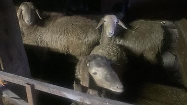 Продаю | Овца (самка), Ягненок | Полукровка | Для разведения