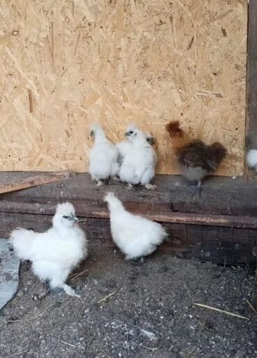 сх животные и товары: Продам шелки куры петухи — 2