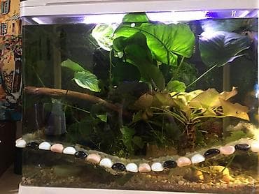 Антуриумы: Крупный куст Anubias barteri (анубиас Бартери) для аквариума. - — 3