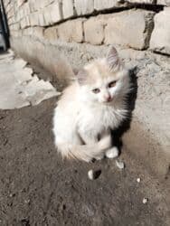 возьму котят: 2 айлык, Ургаачы, Ак, Лотокко барууга үйрөтүлгөн — 8