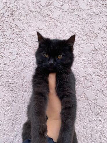 порода кошек скоттиш фолд цена: 4 месяца, Мальчик, Метис, Приучена к лотку, Проглистована — 6