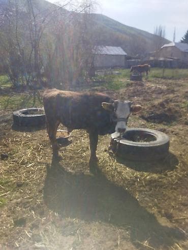 баш мака: Продаю | Бык (самец) | Полукровка | На откорм | Привязанные — 8