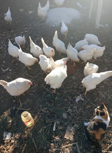 отдам даром вислоухого котенка: Сатам | Тооктор | Үй | Жумуртка туудуруу үчүн — 1